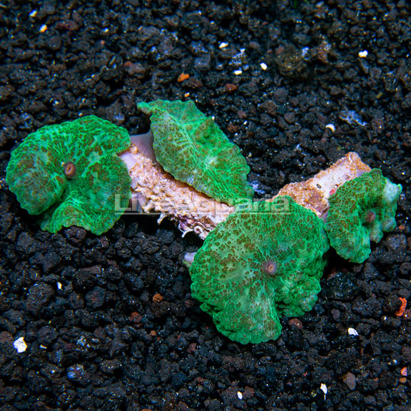 Green Mushroom Coral